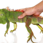 2-3 Foot Green Iguana For Sale