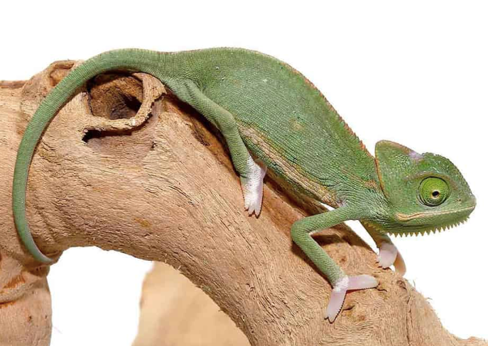 4-5-Inch-Translucent-Veiled-Chameleon.png Translucent Veiled Chameleon For Sale (4-5 Inch) - Image 1