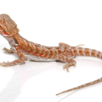 Hypo Leatherback Bearded Dragon For Sale (6-8 Inch)