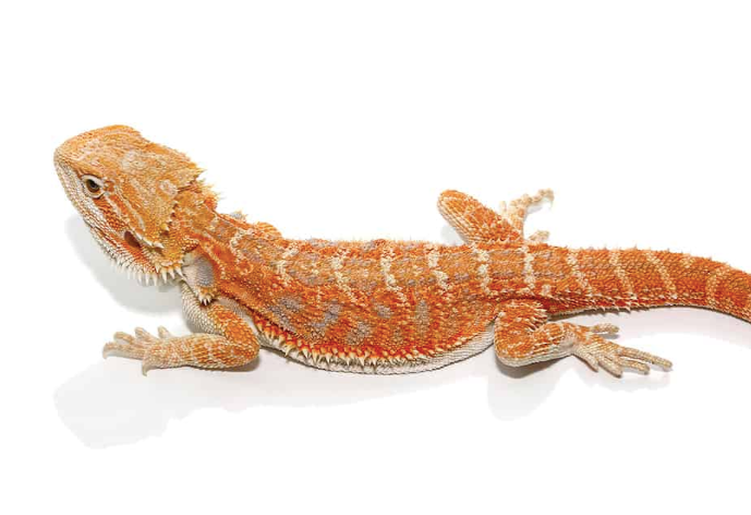 8-10-Inch-Hypo-Inferno-Blue-Bar-Bearded-Dragon-e1754474517504.png 8-10 Inch Hypo Inferno Blue Bar Bearded Dragon For Sale - Image 1