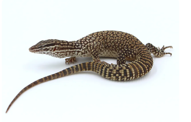 Ackie-Monitor-for-Sale-1.png Ackie Monitor for Sale - Image 1