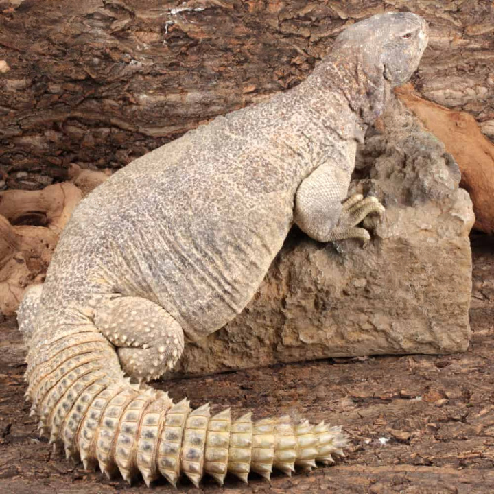 Adult-Giant-Saudi-Arabian-Uromastyx_cleanup.png Adult Giant Saudi Arabian Uromastyx For Sale - Image 1