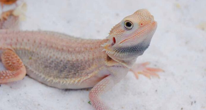 Albino-Bearded-Dragon.png Albino Bearded Dragon For Sale - Image 1