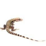 Albino Blue Tegu For Sale
