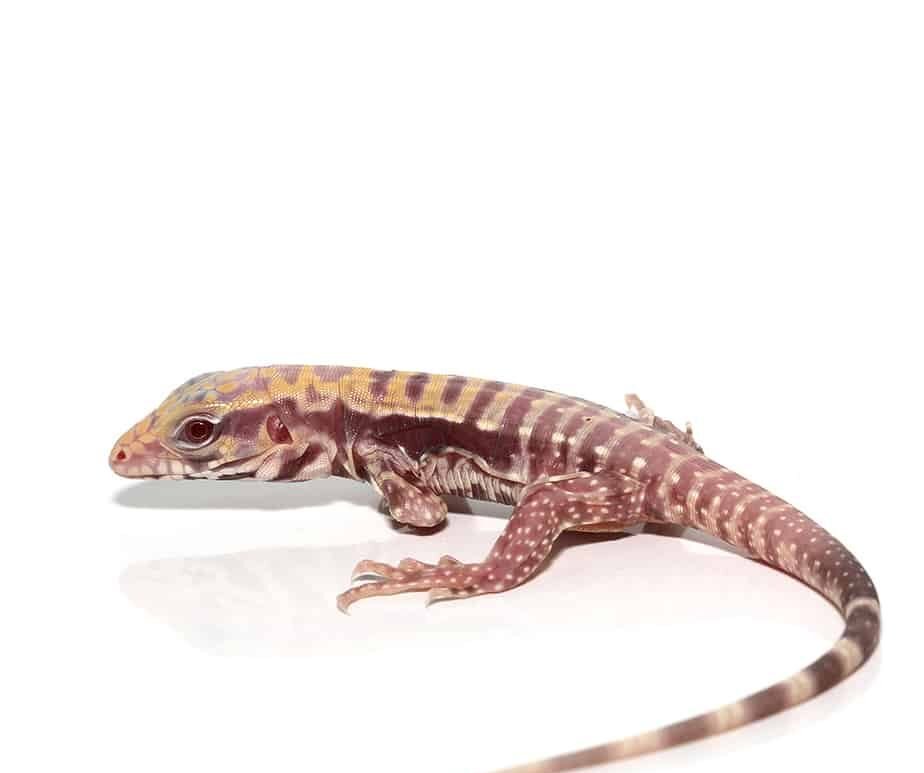 Albino-Lemon-Ice-Tegu-e1722144532846.jpg Albino Lemon Ice Tegu For Sale - Image 1