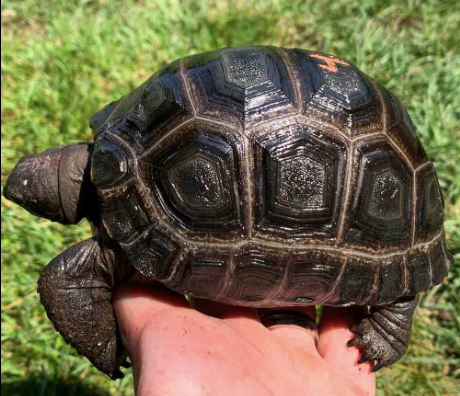 Aldabra-Tortoise-for-Sale.png Aldabra Tortoise for Sale - Image 1