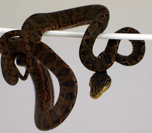 Amazon-Tree-Boa-for-Sale-1-e1756201732168.png Amazon Tree Boa for Sale - Image 1