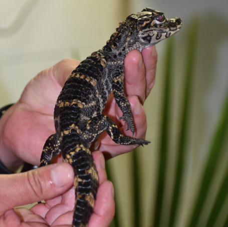 American-Alligator-1.png American Alligator For Sale - Image 1