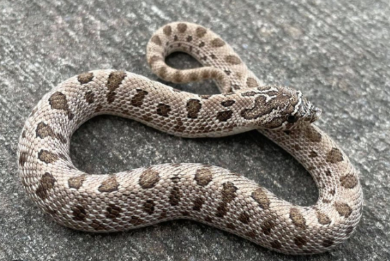 Anaconda-Western-Hognose-Snake-for-Sale.png Anaconda Western Hognose Snake for Sale - Image 1