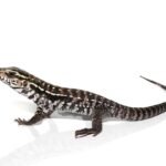 Anery Red Tegu For Sale