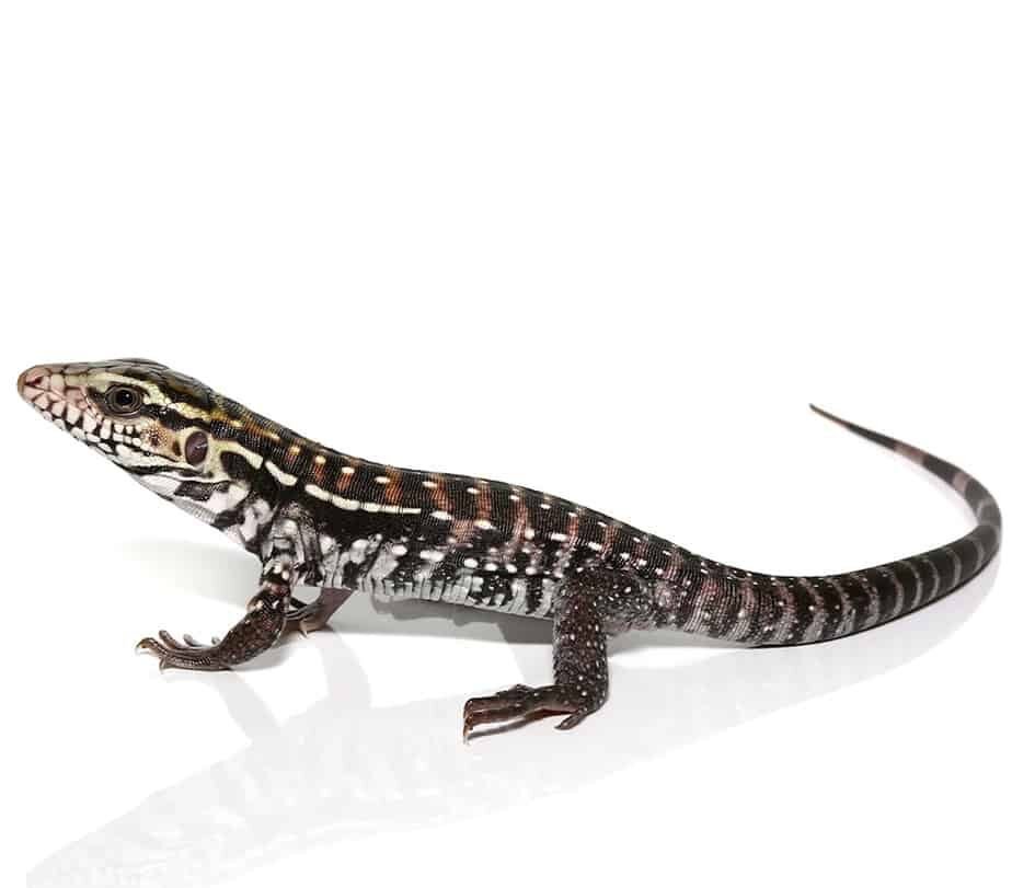 Anery-Red-Tegu-e1722145547857.jpg Anery Red Tegu For Sale - Image 1