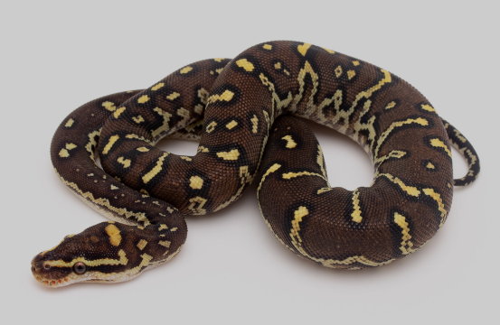 Angolan-Python-for-Sale.png Angolan Python for Sale - Image 1