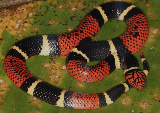 Aquatic-Coral-Snake-For-Sale.png Aquatic Coral Snake For Sale - Image 1
