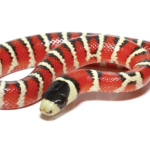 Arizona Mountain Kingsnake For Sale