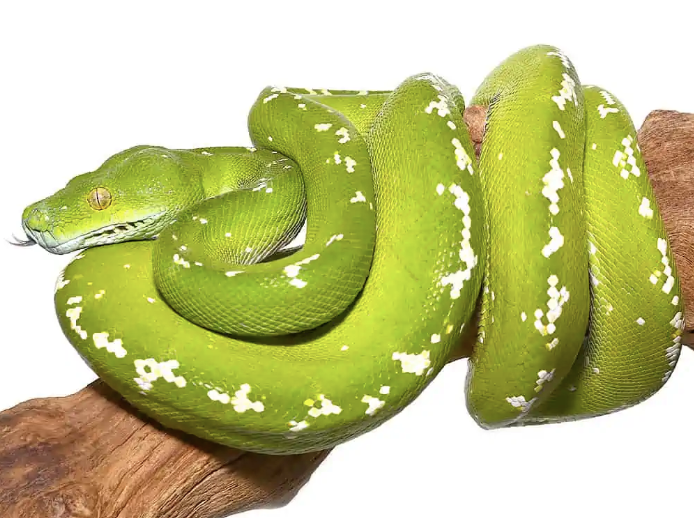 Aru-Green-Tree-Python-1.png Green Tree Python for Sale - Image 1