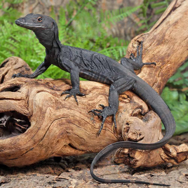 Baby-Black-Dragon-Monitor_cleanup.png Baby Black Dragon Monitor For Sale - Image 1