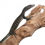Baby Blue Tail Monitor For Sale