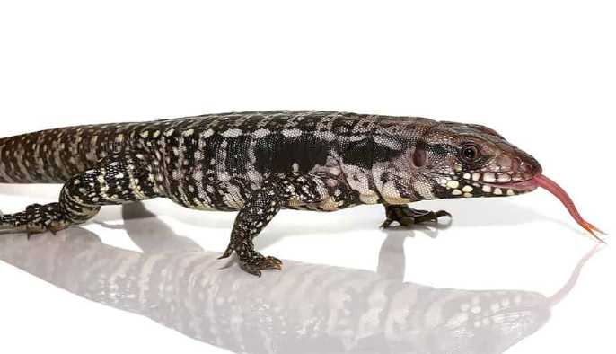 Baby-Blue-Teg-e1754985540622.png Baby Blue Tegu For Sale - Image 1