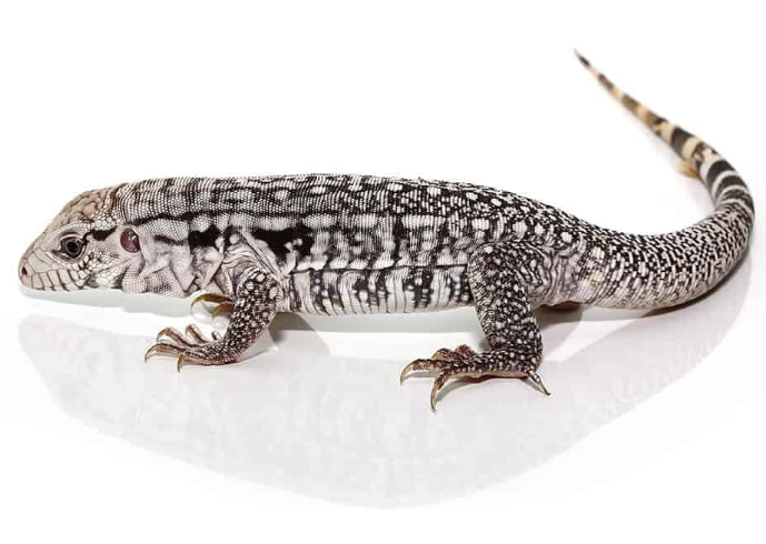 Baby-Ghost-Tegu.png Baby Ghost Tegu For Sale - Image 1