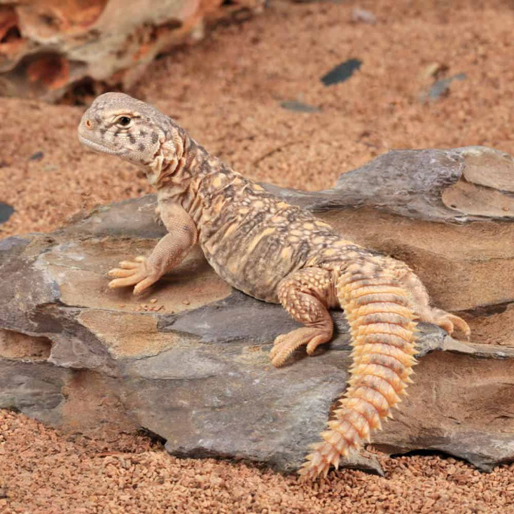 Baby-Giant-Saudi-Arabian-Uromastyx_cleanup.png Baby Giant Saudi Arabian Uromastyx For Sale - Image 1