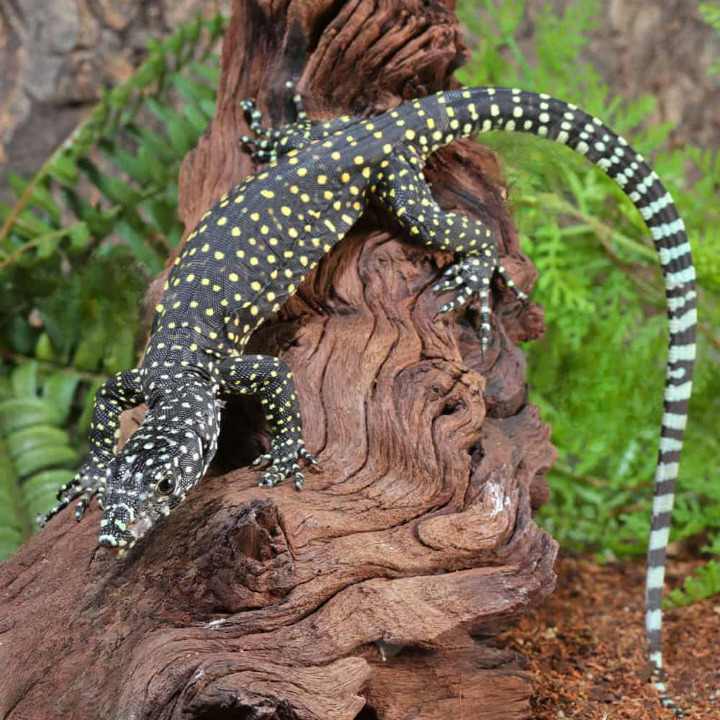 Baby-Jayapura-Pastel-Blue-Tail-Monitor_cleanup.png Baby Jayapura Pastel Blue Tail Monitor For Sale - Image 1