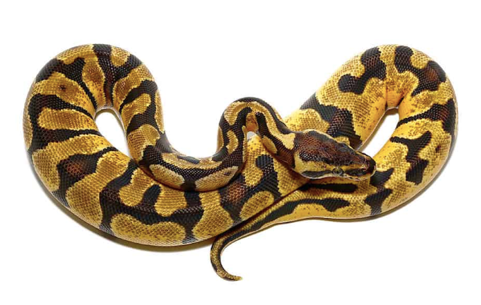 Baby-Pastel-Enchi-Ball-Python.png Baby Pastel Enchi Ball Python For Sale - Image 1