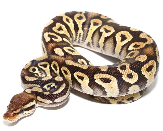 Baby-Phantom-Ball-Python.png Baby Phantom Ball Python For Sale - Image 1