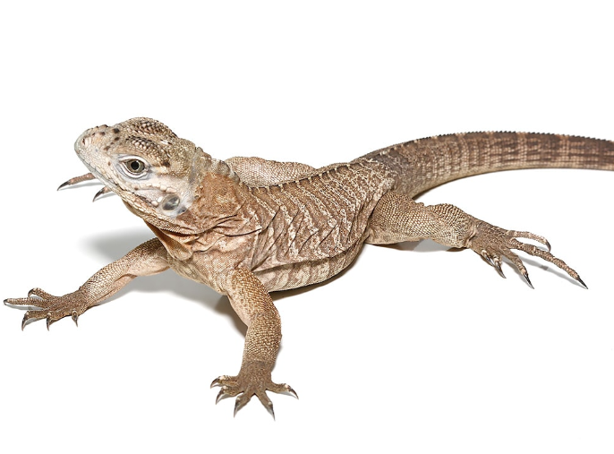 Baby-Rhino-Iguana.png Baby Rhino Iguana For Sale - Image 1
