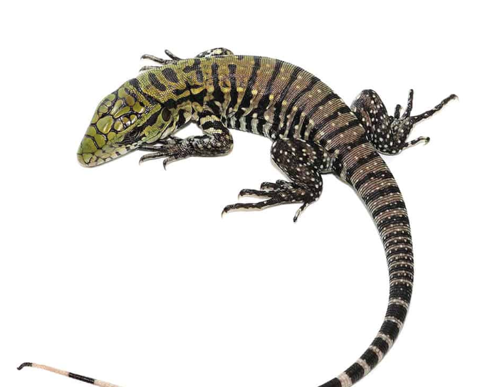 Baby-Ultra-Purple-Tegu.png Baby Ultra Purple Tegu For Sale - Image 1