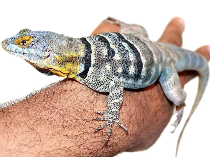 Baja-Blue-Rock-Lizard.png Baja Blue Rock Lizard For Sale - Image 1