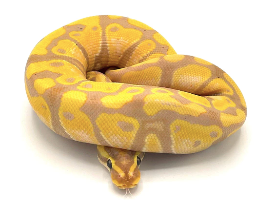 Banana-Ball-Python-For-Sale-1.png Banana Ball Python For Sale - Image 1