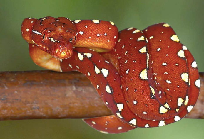 Biak-Green-Tree-Python.png Biak Green Tree Python For Sale - Image 1
