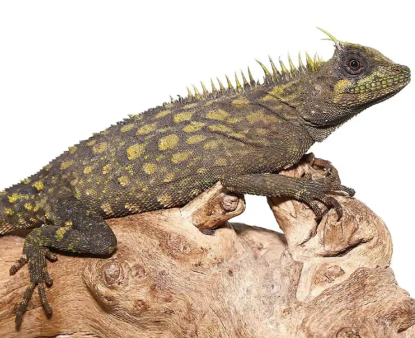 Bintang-Horned-Tree-Dragon-600x486-1-e1755020942201.png Bintang Horned Tree Dragon For Sale - Image 1
