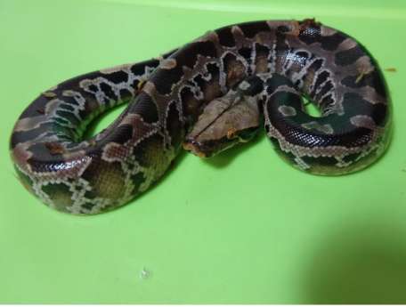 Black-Blood-Python-for-Sale.png Black Blood Python for Sale - Image 1