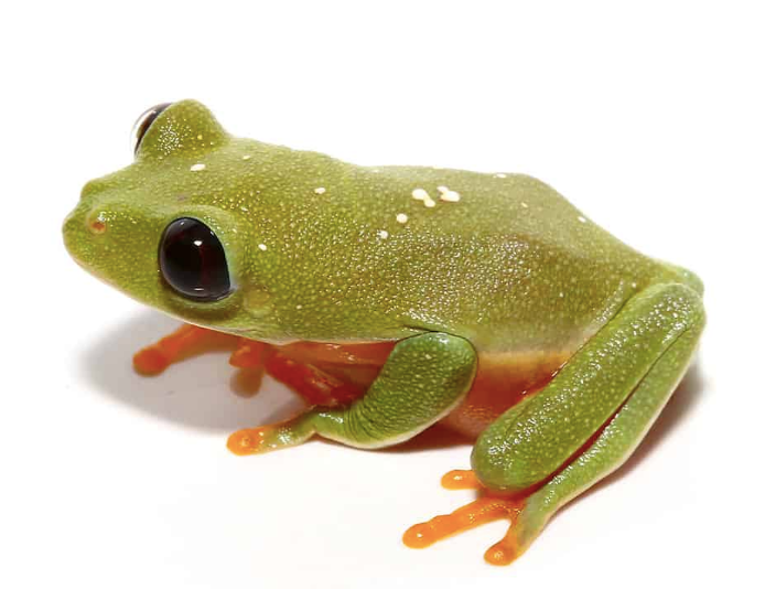 Black-Eyed-Tree-Frog.png Black Eyed Tree Frog For Sale - Image 1