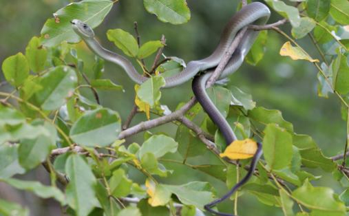 Black-Mamba-For-Sale-1.png Black Mamba For Sale - Image 1