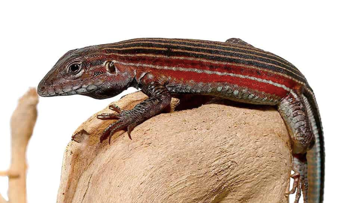 Blackbelly-Racerunner-Lizard.png Blackbelly Racerunner Lizard For Sale - Image 1