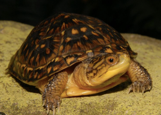 Blandings-Turtle-for-Sale-1-1.png Blanding’s Turtle for Sale - Image 1