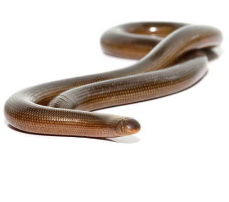 Blind-Snake-for-Sale.png Blind Worm Snake for Sale - Image 1