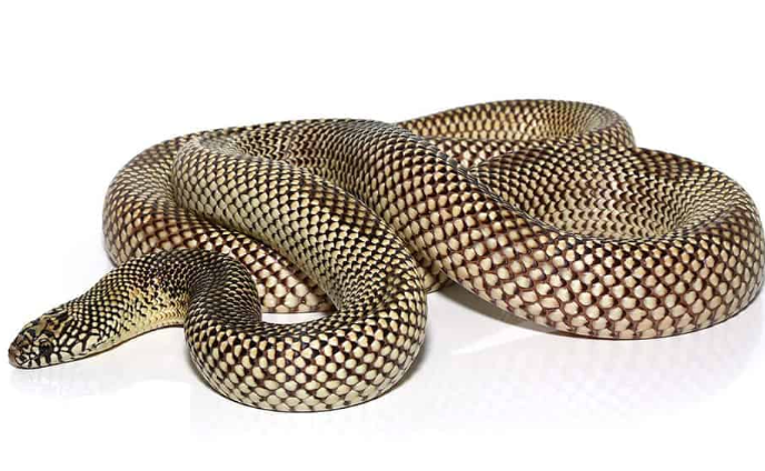 Blotched-Kingsnake-e1756223046754.png Blotched Kingsnake For Sale - Image 1