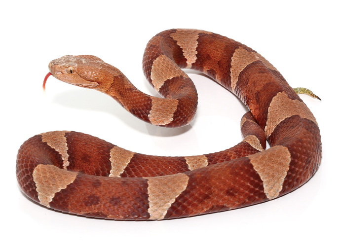 Broad-Banded-Copperhead-Snake-For-Sale.png Broad Banded Copperhead Snake For Sale - Image 1