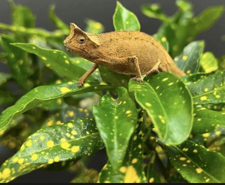 Brookesia-Therezieni.png Brookesia Therezieni For Sale - Image 1