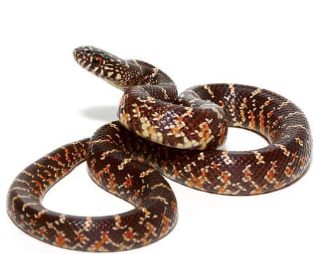 Brooks-Kingsnake-for-Sale-1-e1756223251610.png Brooks Kingsnake for Sale - Image 1
