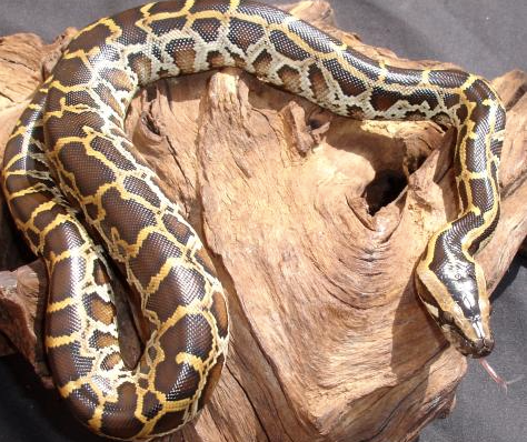 Burmese-Python-for-Sale.png Burmese Python for Sale - Image 1