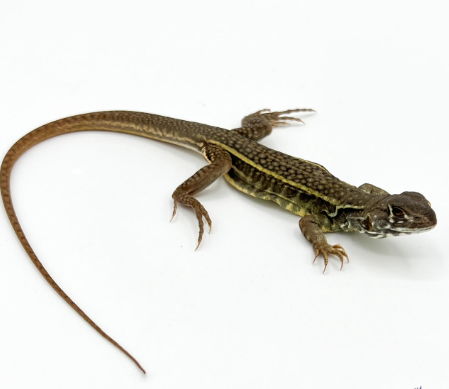 Butterfly-Agama-for-Sale.png Butterfly Agama for Sale - Image 1
