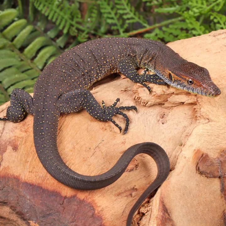 C.B.-Baby-Mertens-Water-Monitor_cleanup.png Baby Mertens Water Monitor For Sale - Image 1