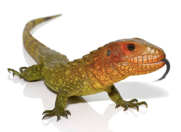 Caiman-Lizard-for-Sale-600x437-1.png Caiman Lizard for Sale - Image 1