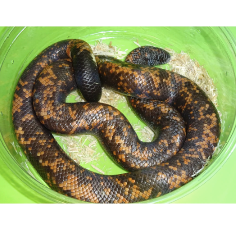 Calabar-Python-for-Sale.png Calabar Python for Sale - Image 1