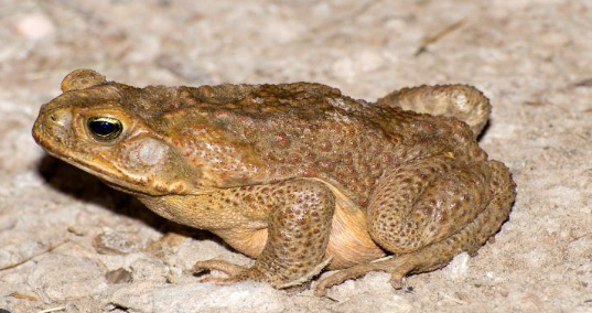 Cane-Toad-for-Sale.png Cane Toad for Sale - Image 1