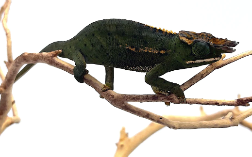 Canopy-Chameleon-e1754735746948.png Canopy Chameleon For Sale - Image 1